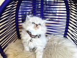 British Longhair Bluepoint