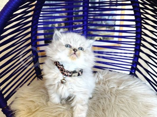 British Longhair Bluepoint görsel