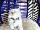 British Longhair Bluepoint