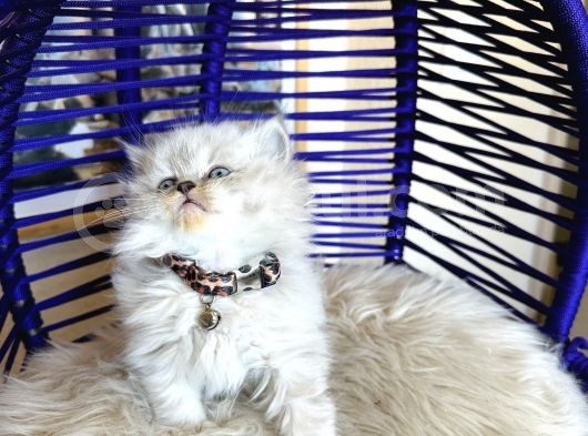 British Longhair Bluepoint görsel