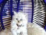 British Longhair Bluepoint