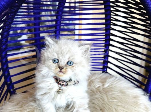 British Longhair Bluepoint görsel