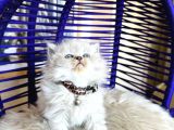 British Longhair Bluepoint
