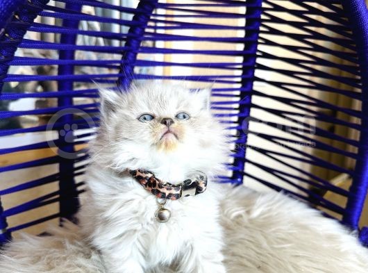 British Longhair Bluepoint görsel