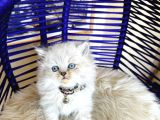 British Longhair Bluepoint