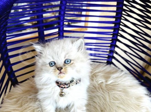 British Longhair Bluepoint görsel
