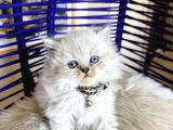 British Longhair Bluepoint