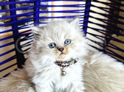 British Longhair Bluepoint