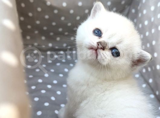 Sertifikalı Şcrli Silver Dişi görsel