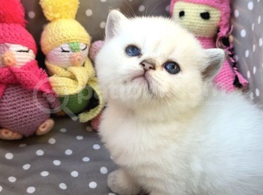 Sertifikalı Şcrli Silver Dişi görsel