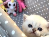 Sertifikalı Şcrli Silver Dişi