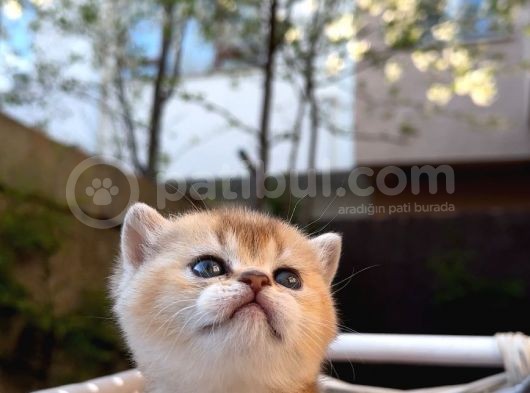 Sertifikalı Şcrli Golden Dişi görsel