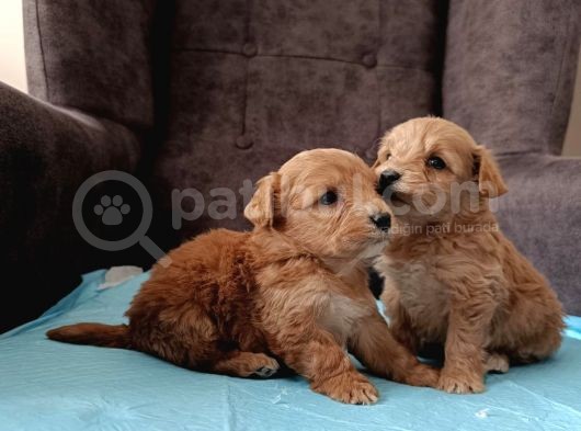 Sağlıklı Maltipoo Yavrularımız görsel