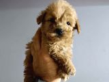 Sağlıklı Maltipoo Yavrularımız