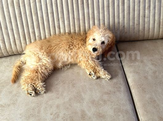 Toy Poodle görsel