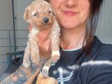 Toy Poodle Yavruları