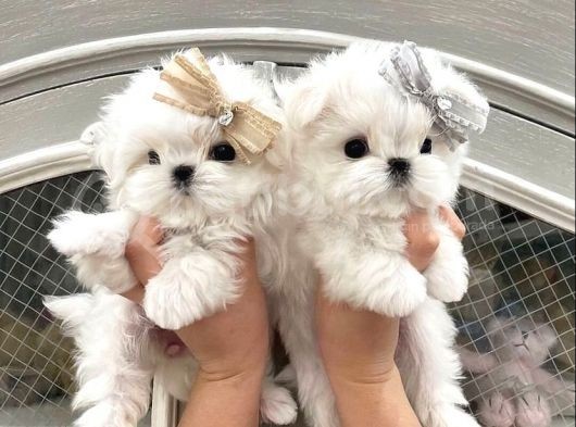 Xs Maltese Bebekler görsel