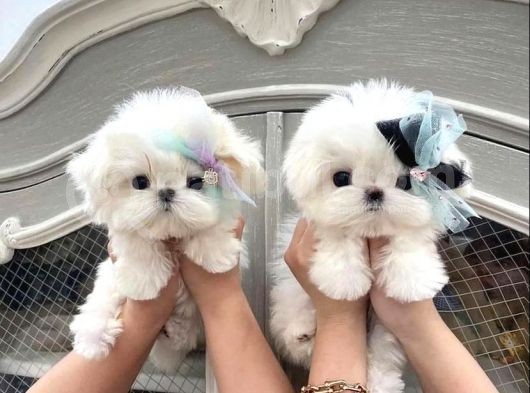 Xs Maltese Bebekler