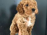 Teslime Hazır 1 Aşısı Kalan Poodle Bebeğim