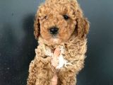 Teslime Hazır 1 Aşısı Kalan Poodle Bebeğim
