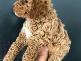 Teslime Hazır 1 Aşısı Kalan Poodle Bebeğim