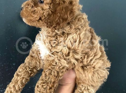 Teslime Hazır 1 Aşısı Kalan Poodle Bebeğim görsel