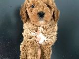 Teslime Hazır 1 aşısı kalan poodle bebeğim