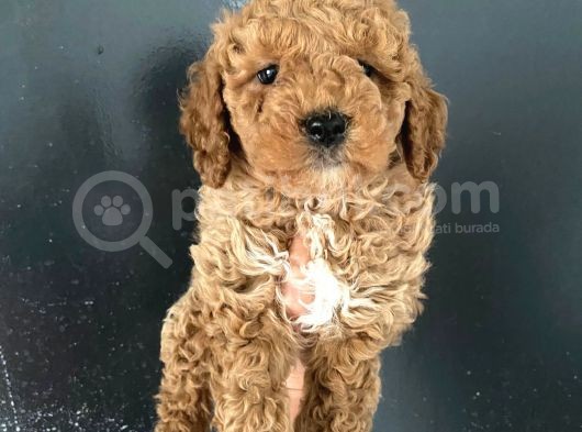 Teslime Hazır 1 Aşısı Kalan Poodle Bebeğim görsel