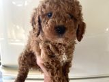 Evde Bakılan  Poodle Yavrum
