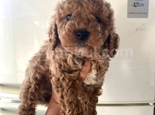 Evde Bakılan  Poodle Yavrum görsel
