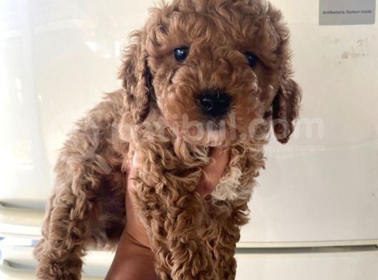 Evde Bakılan  Poodle Yavrum görsel