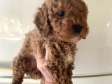 Evde Bakılan  Poodle Yavrum