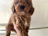 Evde bakılan  poodle yavrum