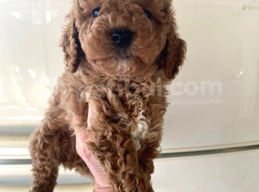 Evde Bakılan  Poodle Yavrum