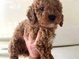 Evde Bakılan  Poodle Yavrum