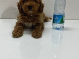 Ev Doğumlu Son Kalan Poodle Bebeğim