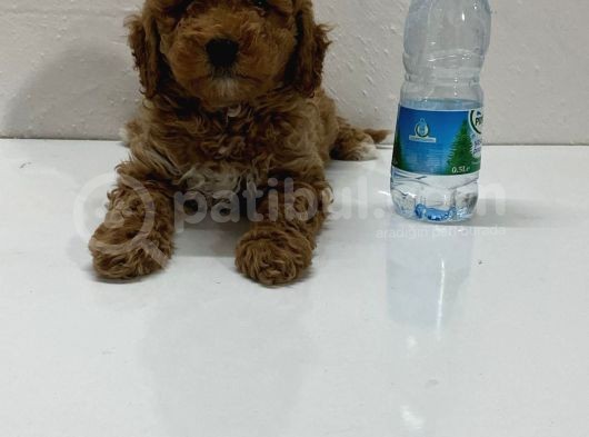 Ev Doğumlu Son Kalan Poodle Bebeğim görsel