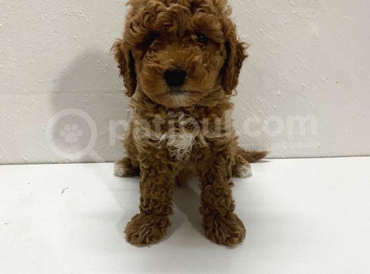 Ev Doğumlu Son Kalan Poodle Bebeğim