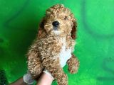 Uygun Puanlı Poodle Bebek