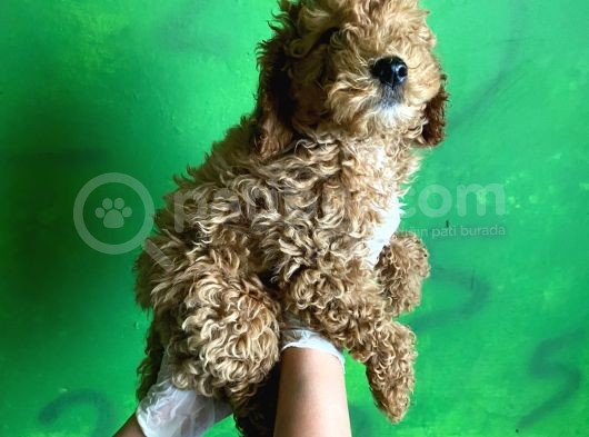 Uygun Puanlı Poodle Bebek görsel