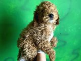 Uygun Puanlı Poodle Bebek