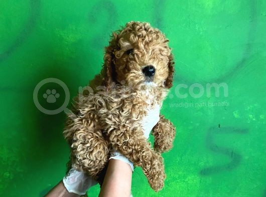 Uygun Puanlı Poodle Bebek görsel
