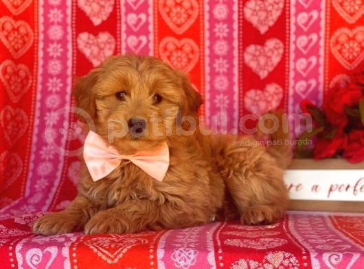 TOOY POODLE YAVRUMUZ 0 TEACUP 