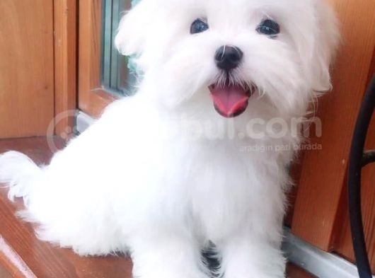 Maltesse Terrier Cinsi Güzel Yavrular 