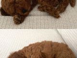 2 Aylık Erkek Poodle