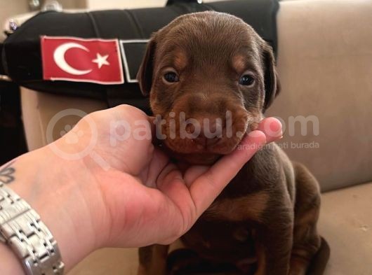 Ev Ortamından Doberman Yavruları