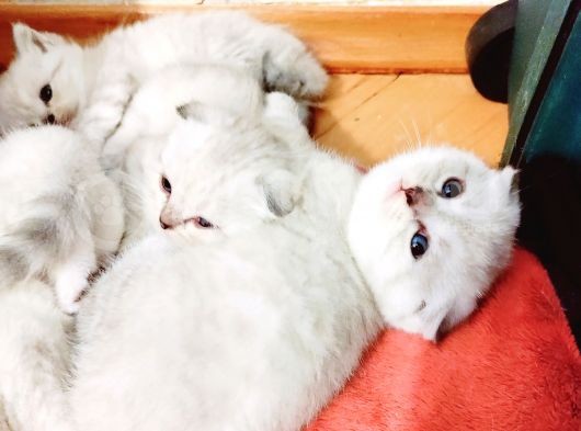 2 Aylık Yavrularımız Yeni Sahiplerini Bekliyor görsel