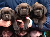 cikolata labrador bebekler