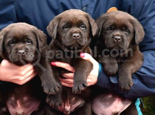Cikolata Labrador Bebekler