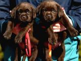 Cikolata Labrador Bebekler